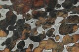 Sericho Pallasite Meteorite ( g) Slice - Kenya #383017-1